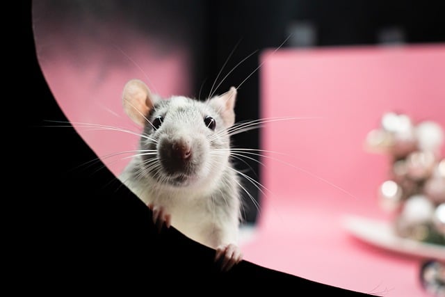 krysy mohou být i roztomilé