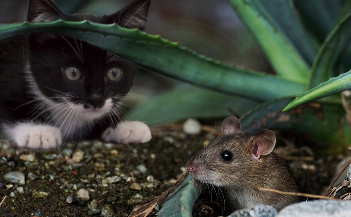 kočka a myš